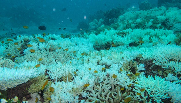2.1 Coral bleaching in Thailand in 2010. Photo: Marlene Wall (GEOMAR, Kiel)