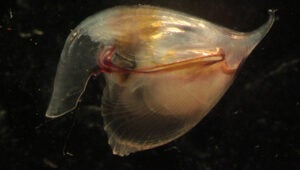 A delicate warm-water pteropod