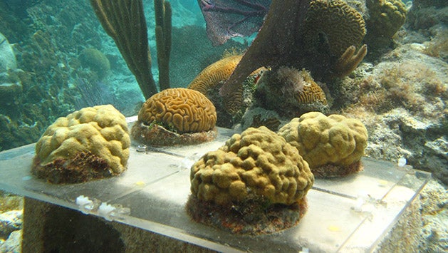 in situ coral experiment