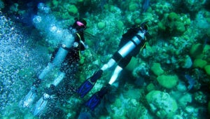Students SCUBA dive in Bermuda at part of a summer course at BIOS