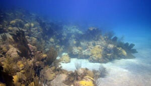 A coral reef in Bermuda