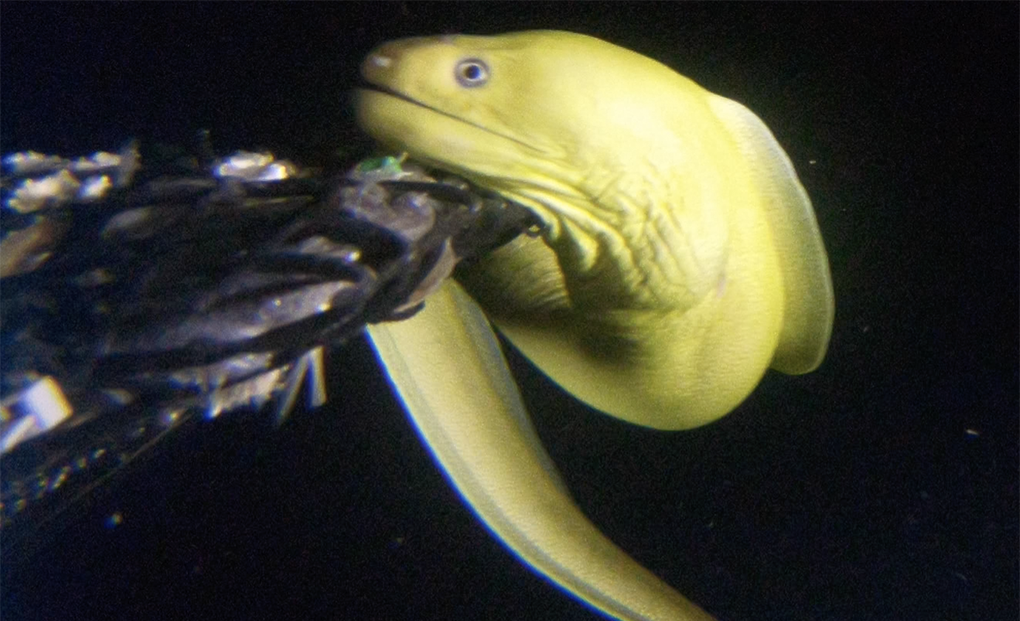 eel in the deep sea