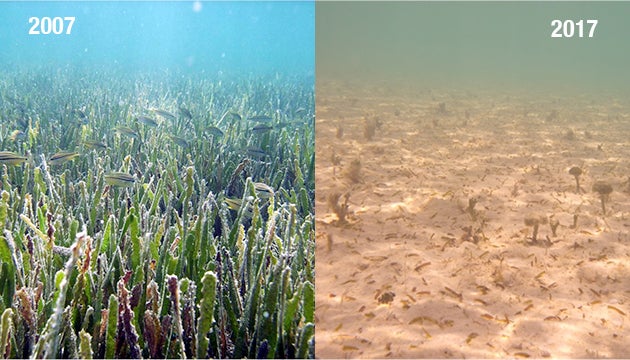 3.1 Decline of seagrass in Bermuda seagrass meadows in Bailey's Bay. Photos: Bermuda Gov. Department of Environment and Natural Resources (DENR).