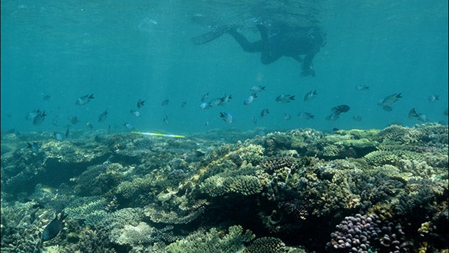 great barrier reef