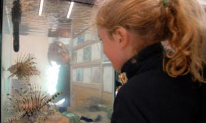 Lionfish in tank