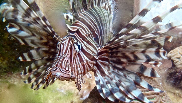 Lionfish