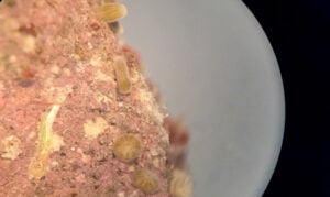 Porites astroides larvae