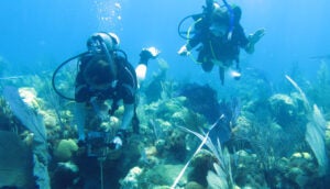 Students SCUBA dive on one of Bermuda's coral reefs