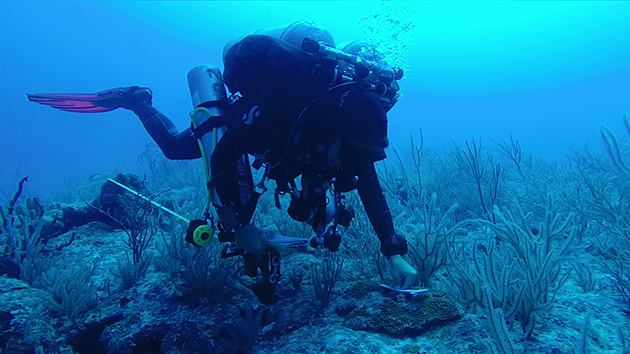 Diving, coral reef