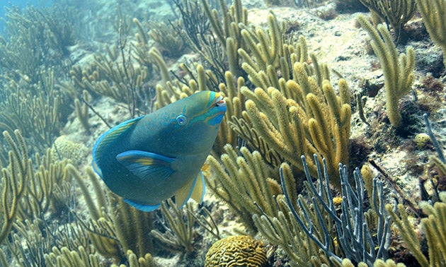 A recent paper in the journal Frontiers in Marine Science used readily-available public data to conduct an analysis relating coral cover to a variety of biogeophysical forcings, or threats (such as wave height and marine pollution), with surprising results. Lead author Eric Hochberg, a reef systems ecologist at BIOS, explains that prevailing scientific thought expects coral cover to decrease as forcings increase; however, that wasn’t so for the majority of the forcings in the paper’s analysis. “That means we can’t explain the majority of the variation in coral cover across reefs,” he said. “This is a major problem for understanding how reefs work and for predicting their futures.” Photo by Stacy Peltier.