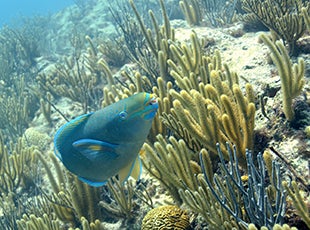 Tile-coral-seagrass-fish