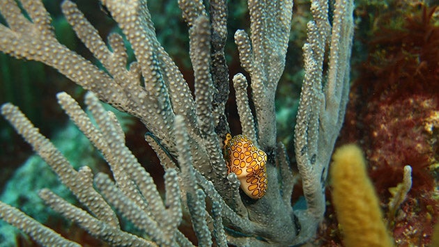 Flamingo tongue snail