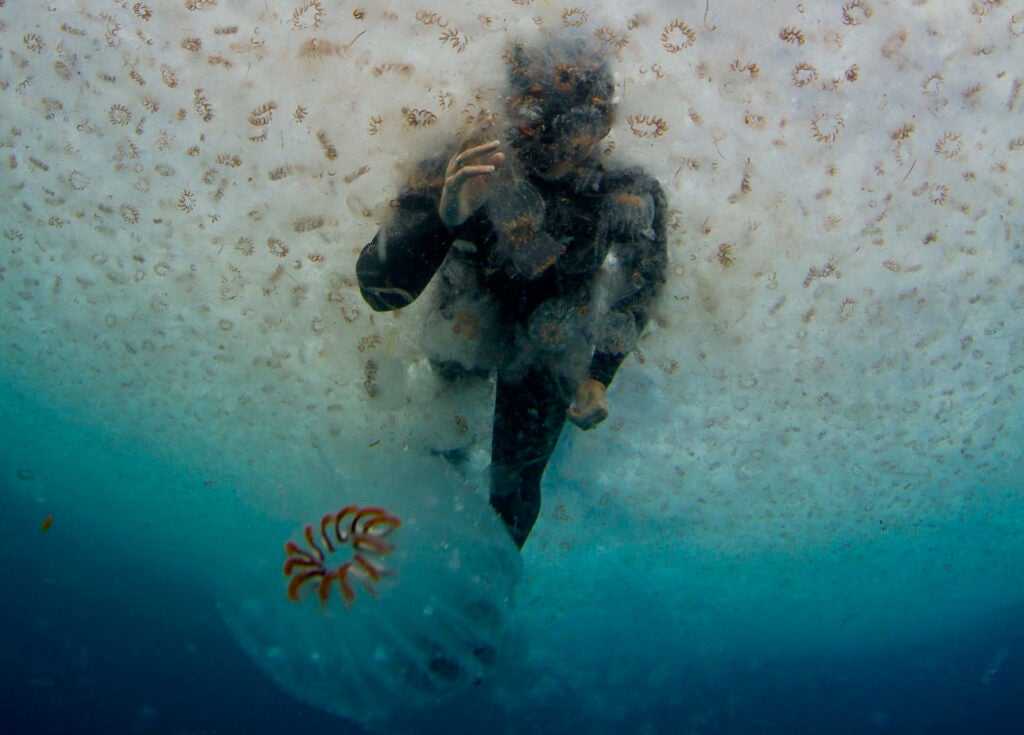 A snorkeler swims through a bloom of salps in the South Pacific Ocean off the coast of New Zealand. The sea squirts, which resemble jellyfish but are more closely related to humans, play an outsized role in the ocean’s biological carbon pump, according to new research. © Paul Caiger.